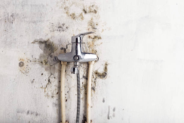 Best Mold Cleaning Services  in Rexland Acres, CA