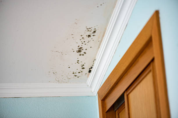 Best Office Mold Removal Services  in Rexland Acres, CA