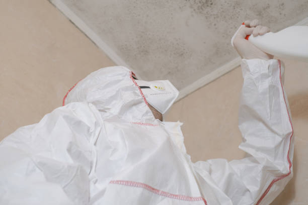 Best Mold Removal Company Near Me  in Rexland Acres, CA