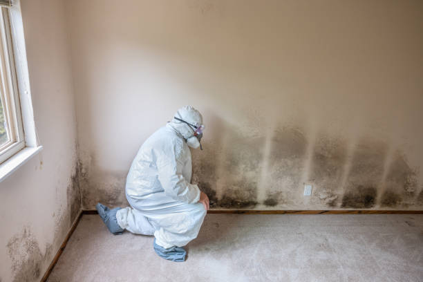 Best Residential Mold Removal  in Rexland Acres, CA