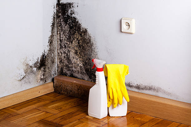 Best Home Mold Removal  in Rexland Acres, CA